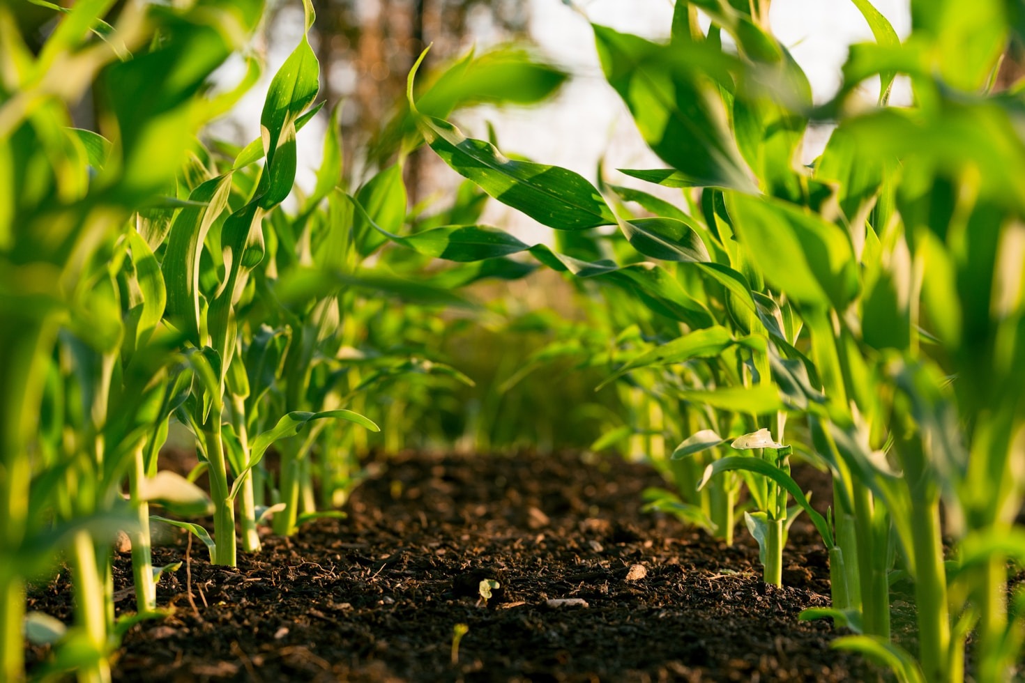 Cómo la inteligencia artificial está transformando el riego agrícola